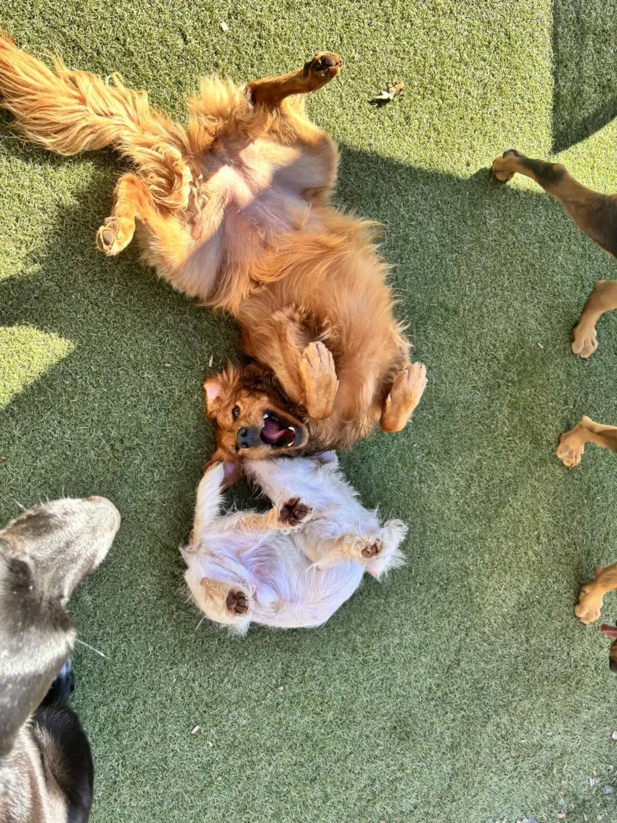 Two dogs playing together in outdoor play area