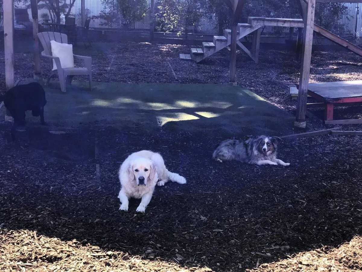 Dogs enjoying evening playtime in the yard