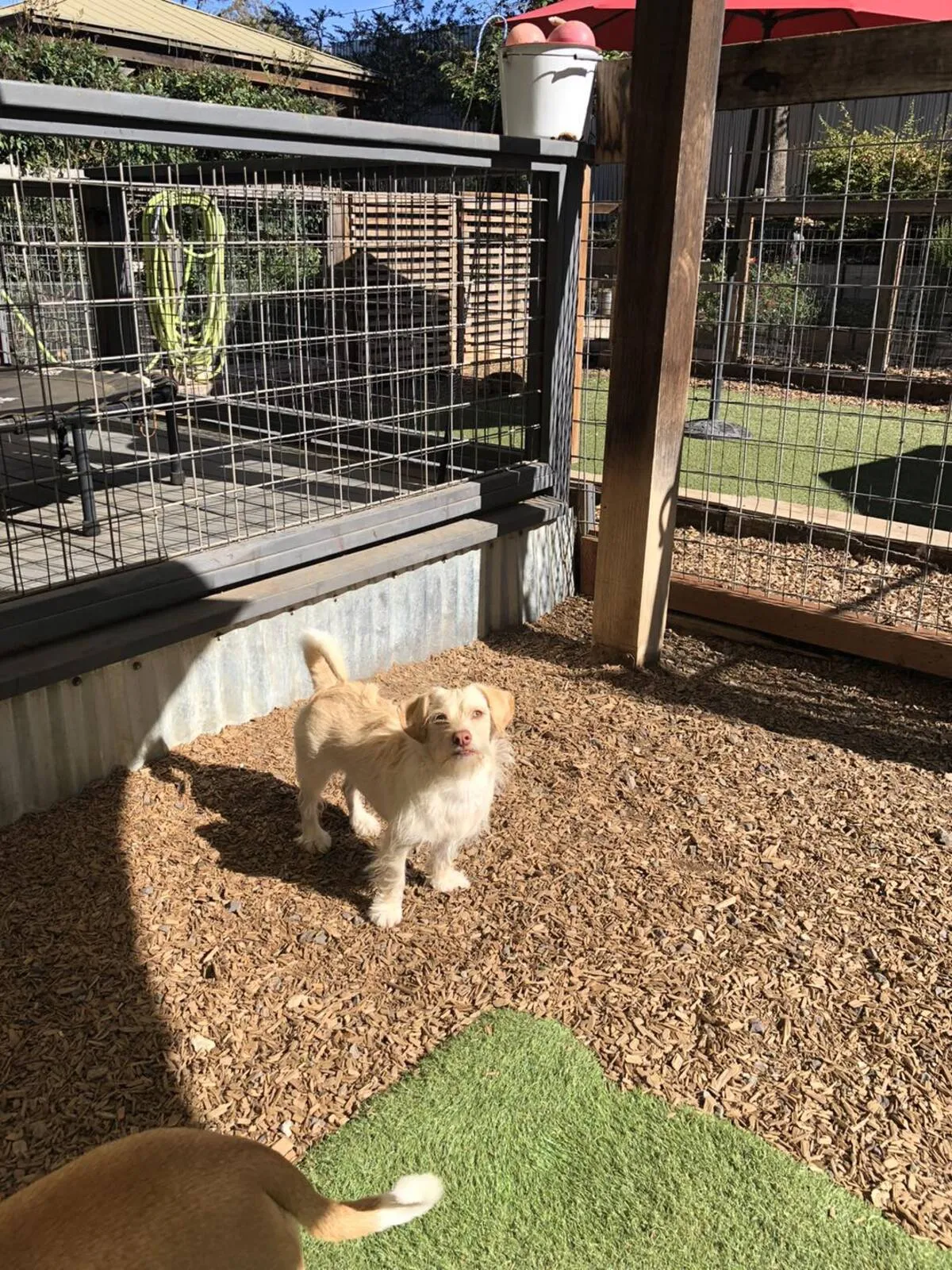 Terrier exploring the outdoor play area