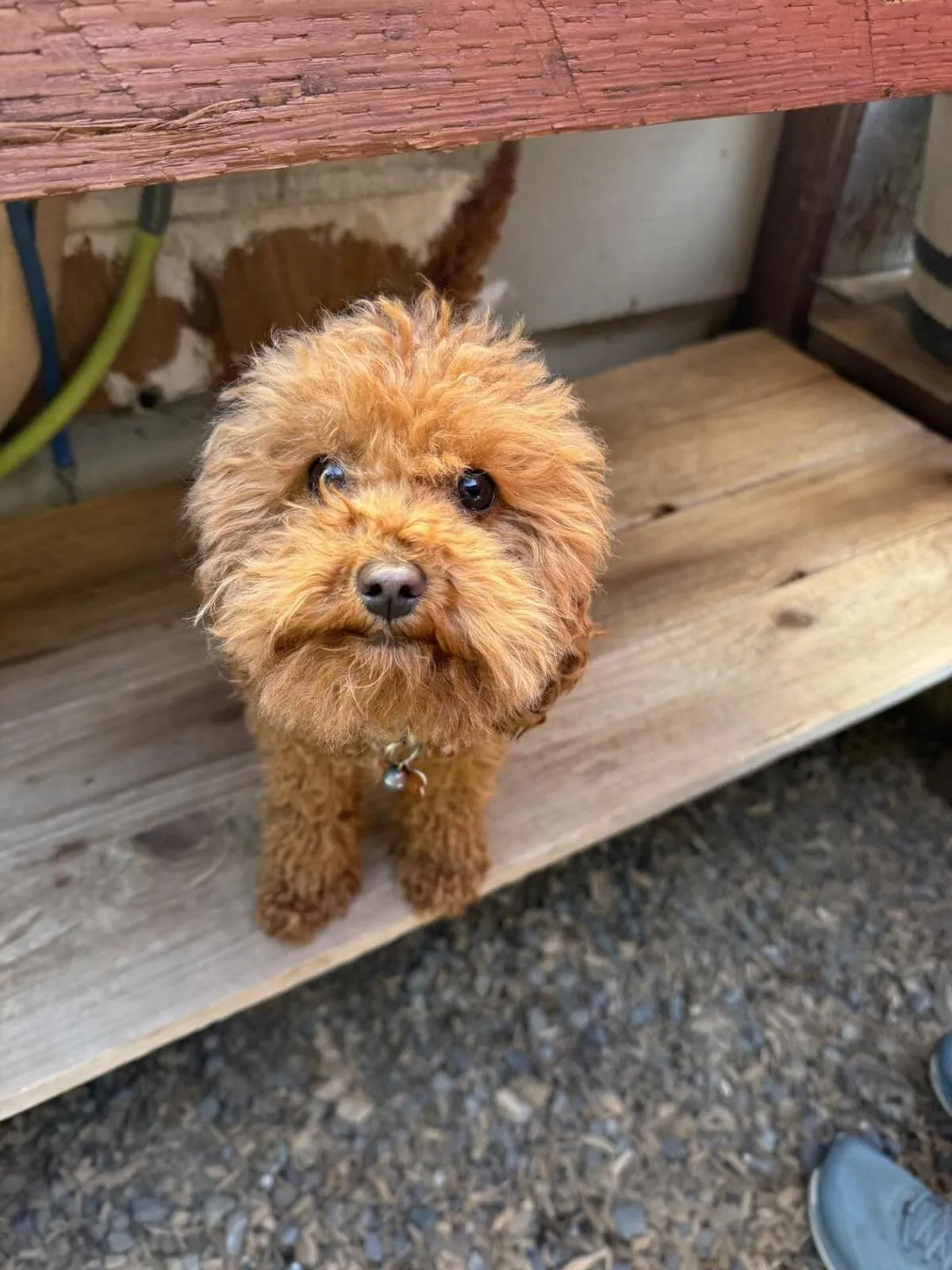Small breed dog in designated small dog area