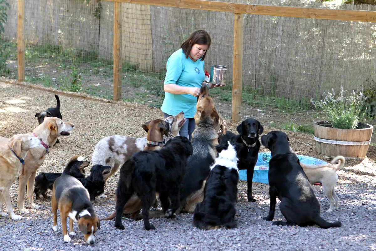 Dog enjoying the outdoors
