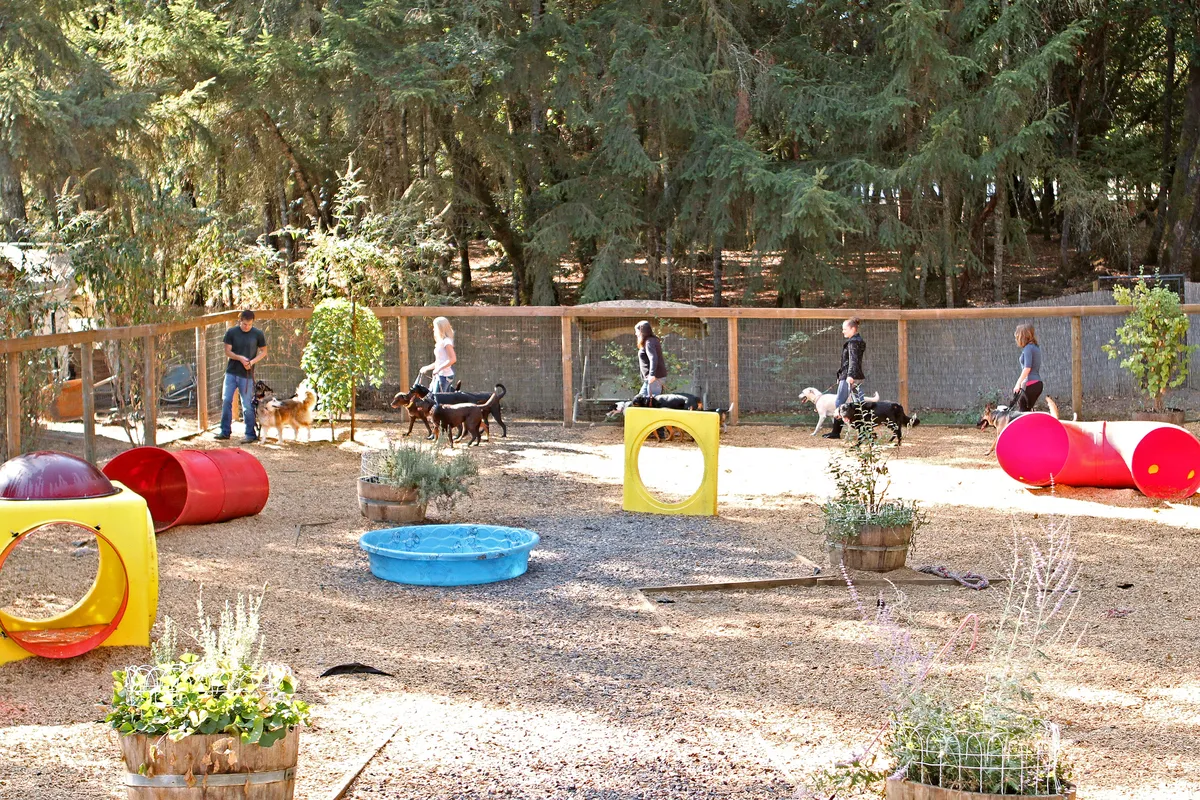 Sophie the dog learning obedience at Sally Palmer's training classes, where Donna began her journey in dog training