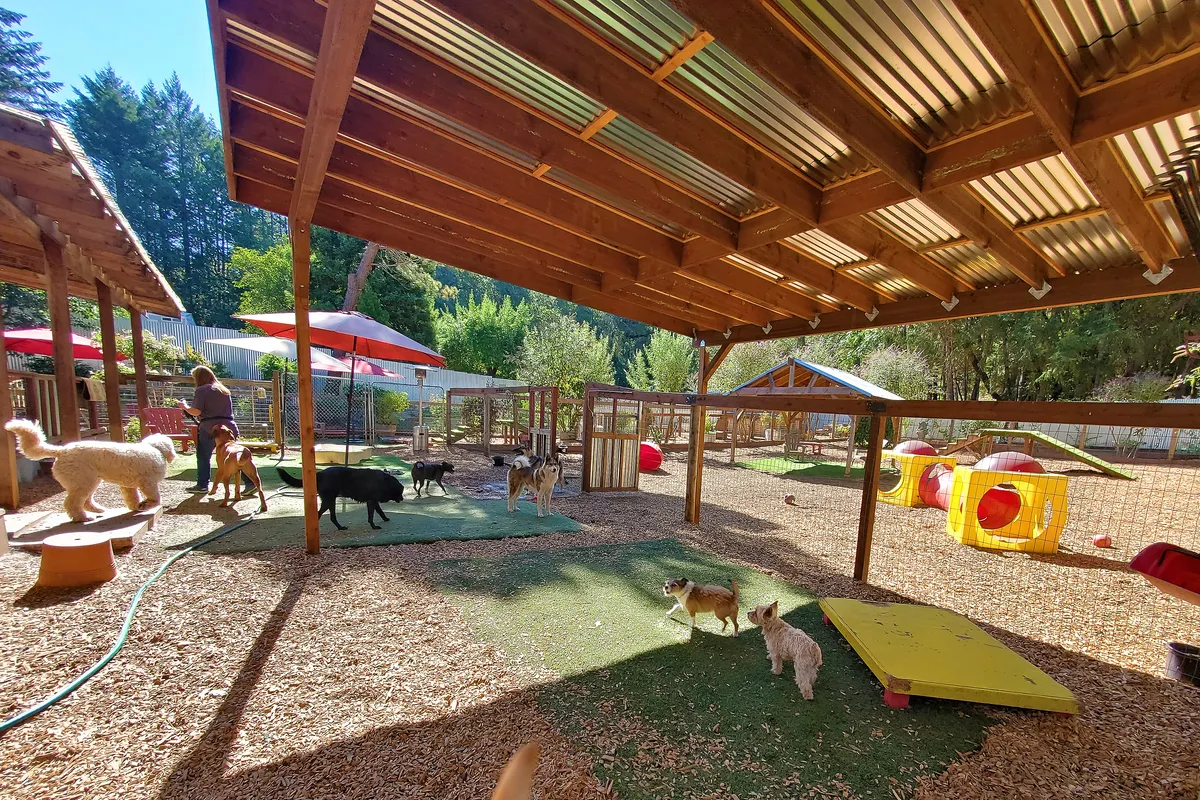 Donna with multiple dogs in the backyard play area surrounded by redwood trees at Stay and Play Dog Care