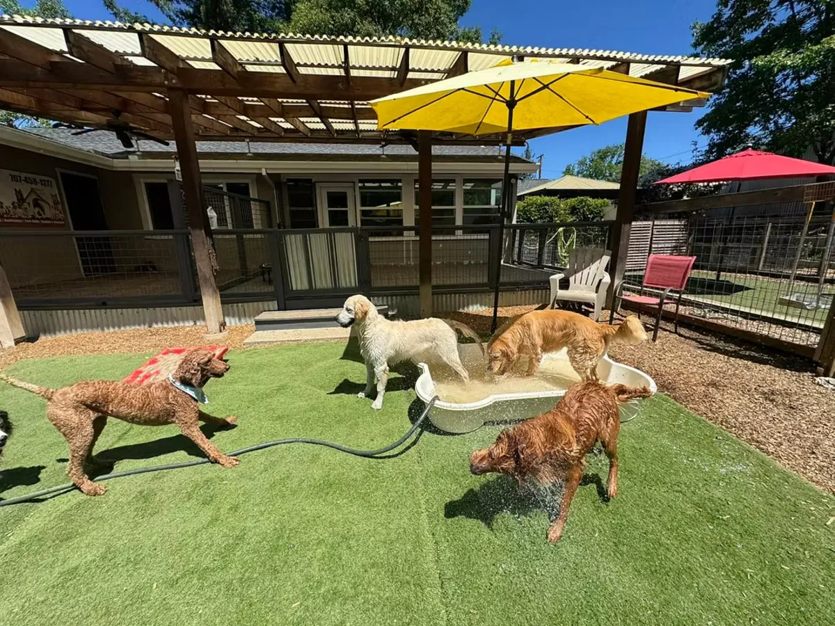 Dogs playing together