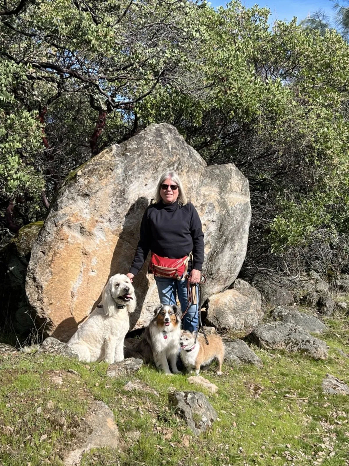 Donna actively training and working with multiple dogs, demonstrating her hands-on approach to clear communication and building confidence in dogs