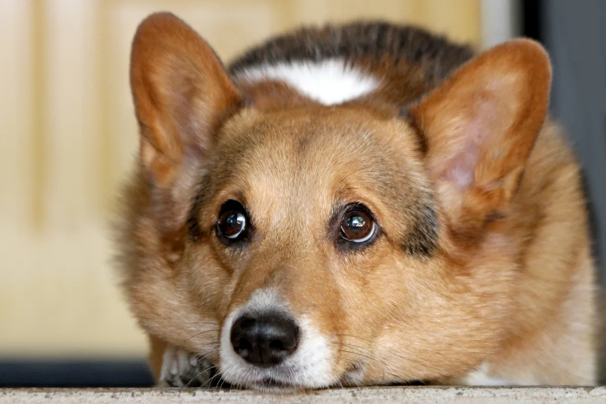 Sophie, the family dog who inspired Stay and Play Dog Care, enjoying the outdoor environment